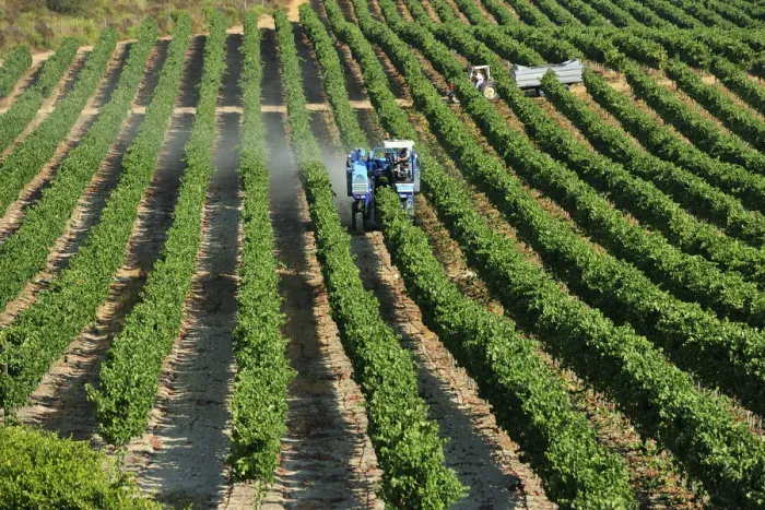 Framed Print : Mechanical grape harvesting in Palmela. Portugal (NR)