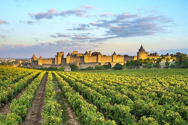 Medieval citadel of La Cite at sunrise, Carcassonne, Aude Department