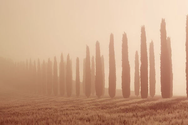 Mediterranean cypress alley in fog - Italy, Tuscany, Siena, Val d Orcia