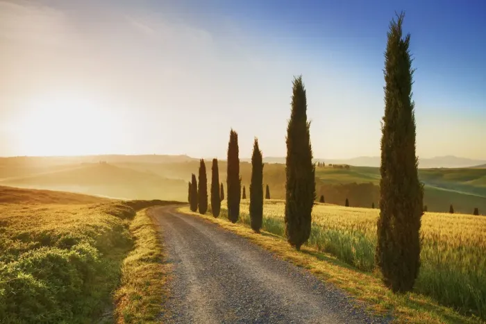 Framed Print : Mediterranean cypress alley - Italy, Tuscany, Siena, Val d Orcia Framed Print : Mediterranean cypress alley - Italy, Tuscany, Siena, Val d Orcia