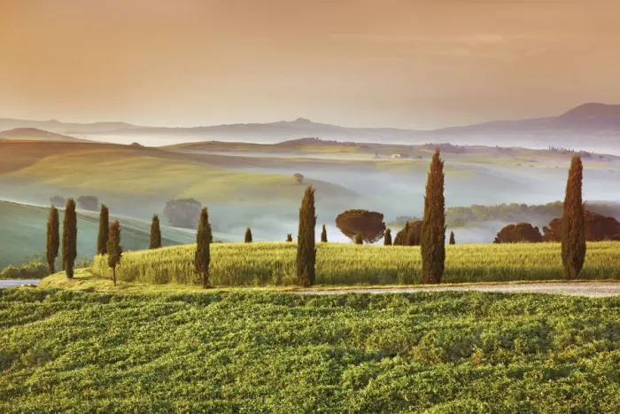 Framed Print : Mediterranean cypress alley - Italy, Tuscany, Siena, Val d Orcia Framed Print : Mediterranean cypress alley - Italy, Tuscany, Siena, Val d Orcia