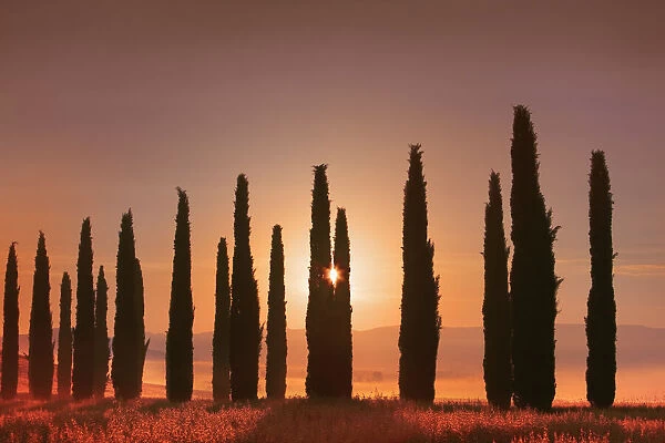 Mediterranean cypress alley in mist - Italy, Tuscany, Siena, Val d Orcia
