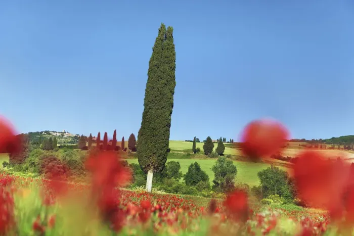Framed Print : Mediterranean cypress in poppy field - Italy, Tuscany, Siena, Val d Orcia