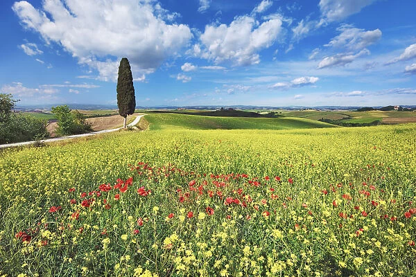 Mediterranean cypress with rape and poppies - Italy, Tuscany, Siena, Ville di Corsano