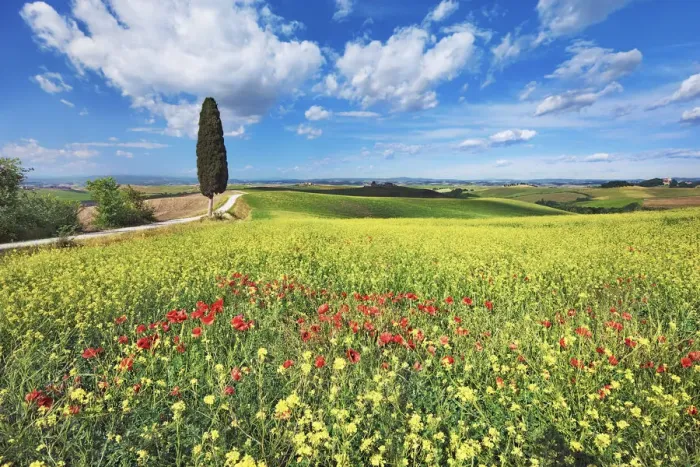 Framed Print : Mediterranean cypress with rape and poppies - Italy, Tuscany, Siena, Ville di Corsano