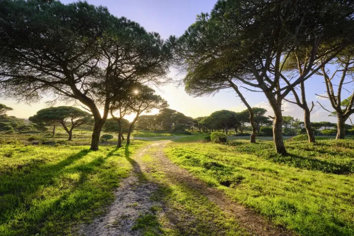 Framed Print : Medos National Forest, a Botanical Reserve. Almada, Portugal Framed Print : Medos National Forest, a Botanical Reserve. Almada, Portugal
