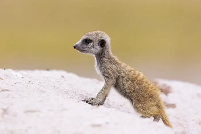Framed Print : Meerkat baby, Makgadikgadi Salt Pans, Botswana Framed Print : Meerkat baby, Makgadikgadi Salt Pans, Botswana