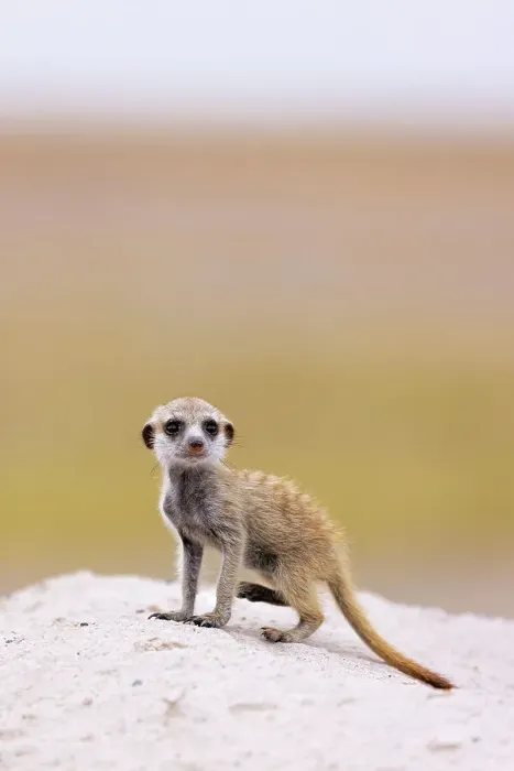 Framed Print : Meerkat baby, Makgadikgadi Salt Pans, Botswana Framed Print : Meerkat baby, Makgadikgadi Salt Pans, Botswana