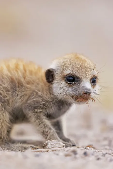 Framed Print : Meerkat baby, Makgadikgadi Salt Pans, Botswana Framed Print : Meerkat baby, Makgadikgadi Salt Pans, Botswana