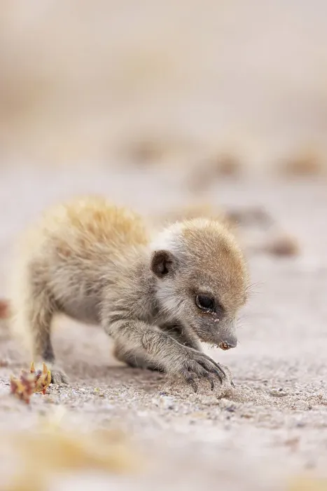 Framed Print : Meerkat baby, Makgadikgadi Salt Pans, Botswana Framed Print : Meerkat baby, Makgadikgadi Salt Pans, Botswana