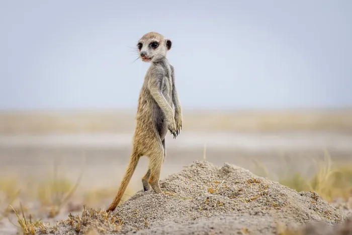 Framed Print : Meerkat baby, Makgadikgadi Salt Pans, Botswana Framed Print : Meerkat baby, Makgadikgadi Salt Pans, Botswana