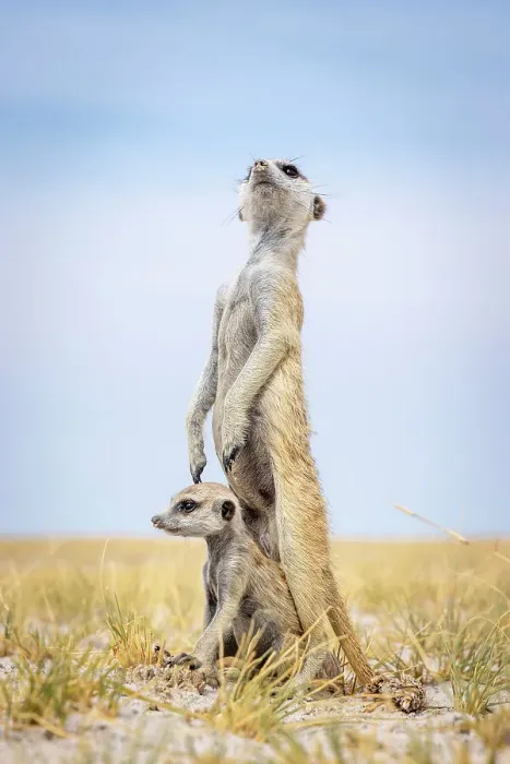 Framed Print : Meerkat with baby, Makgadikgadi Salt Pans, Botswana Framed Print : Meerkat with baby, Makgadikgadi Salt Pans, Botswana