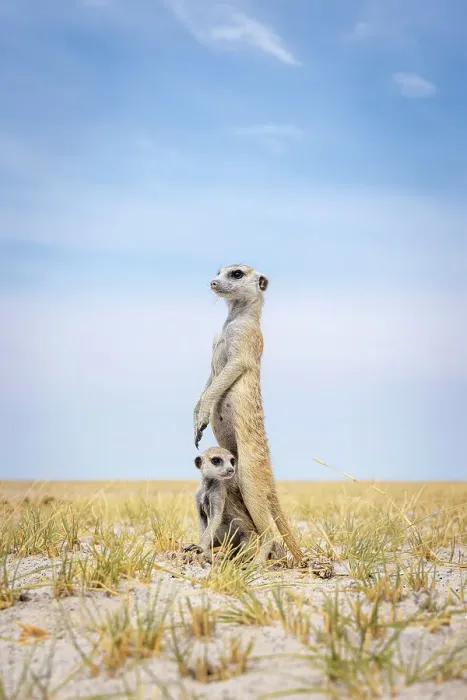 Framed Print : Meerkat with baby, Makgadikgadi Salt Pans, Botswana Framed Print : Meerkat with baby, Makgadikgadi Salt Pans, Botswana
