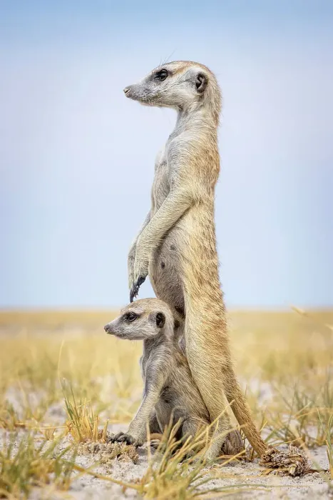 Framed Print : Meerkat with baby, Makgadikgadi Salt Pans, Botswana Framed Print : Meerkat with baby, Makgadikgadi Salt Pans, Botswana