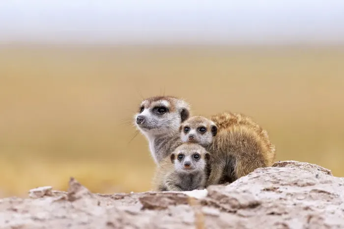 Framed Print : Meerkat family, Makgadikgadi Salt Pans, Botswana