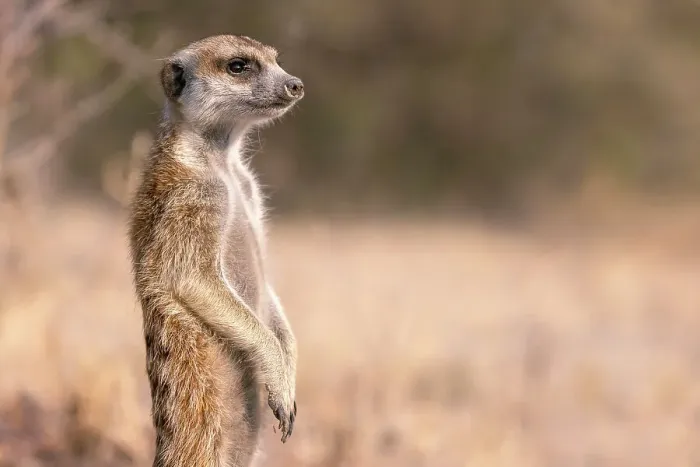 Framed Print : Meerkat, Kalahari Desert, Botswana Framed Print : Meerkat, Kalahari Desert, Botswana