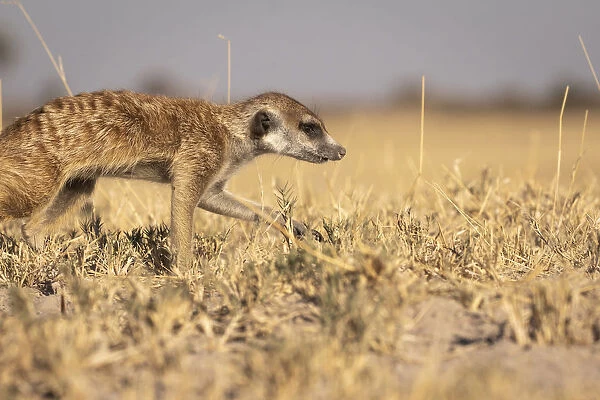 Meerkat, Makgadikgadi Salt Pans, Botswana