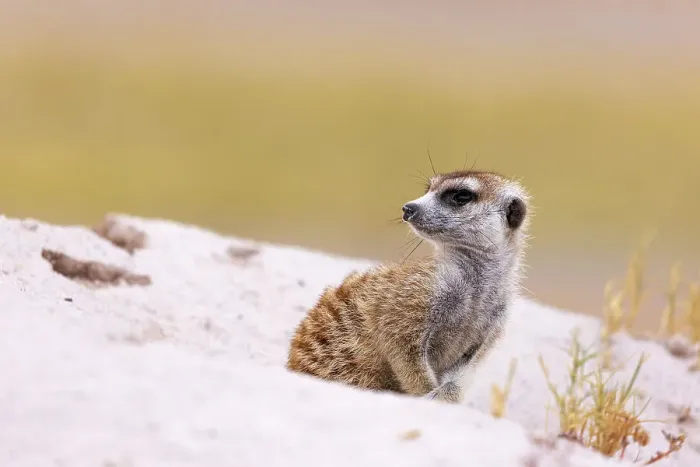 Framed Print : Meerkat, Makgadikgadi Salt Pans, Botswana