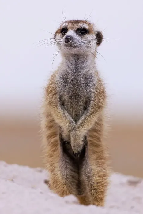 Framed Print : Meerkat, Makgadikgadi Salt Pans, Botswana