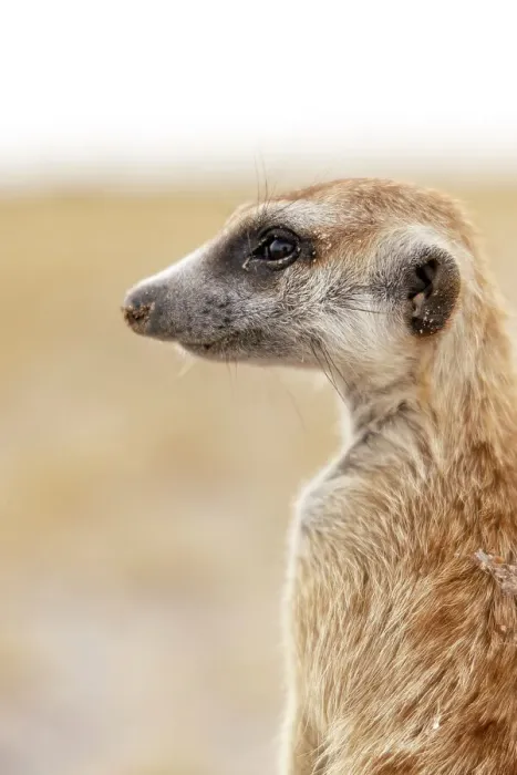 Framed Print : Meerkat, Makgadikgadi Salt Pans, Botswana