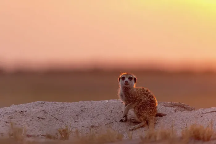 Framed Print : Meerkat in orange light, Makgadikgadi Salt Pans, Botswana Framed Print : Meerkat in orange light, Makgadikgadi Salt Pans, Botswana