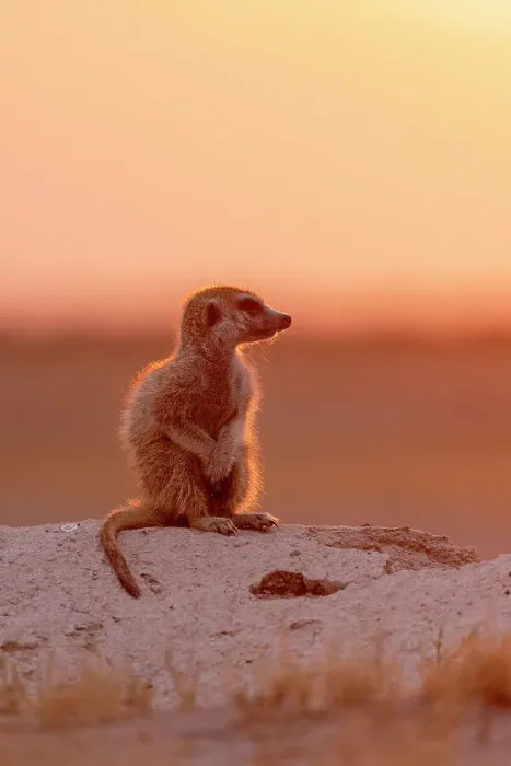 Framed Print : Meerkat in orange light, Makgadikgadi Salt Pans, Botswana Framed Print : Meerkat in orange light, Makgadikgadi Salt Pans, Botswana