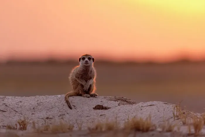 Framed Print : Meerkat in orange light, Makgadikgadi Salt Pans, Botswana Framed Print : Meerkat in orange light, Makgadikgadi Salt Pans, Botswana