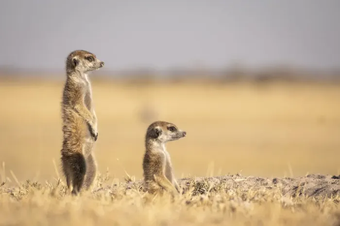Framed Print : Meerkats, Makgadikgadi Salt Pans, Botswana Framed Print : Meerkats, Makgadikgadi Salt Pans, Botswana