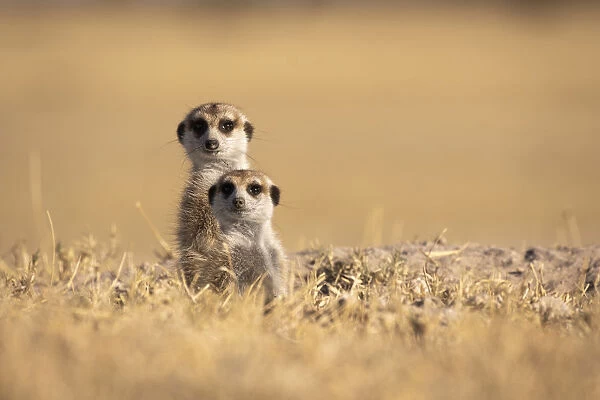 Meerkats, Makgadikgadi Salt Pans, Botswana