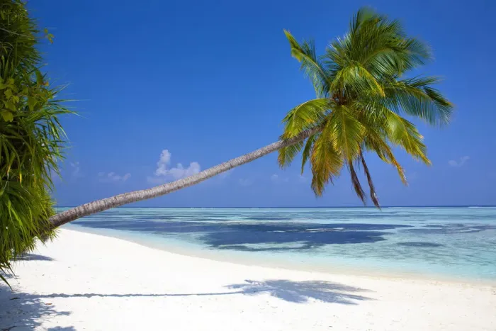 Framed Print : Meeru Island, the Maldives, Indian Ocean Framed Print : Meeru Island, the Maldives, Indian Ocean