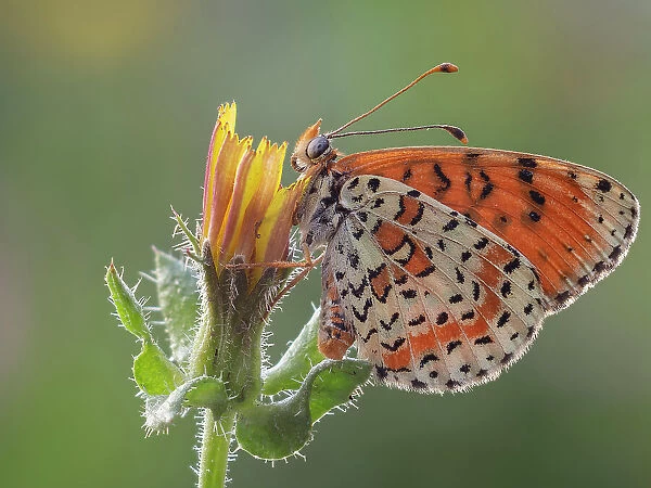 Melitaea didyma, butterfly, Liguria. Italy