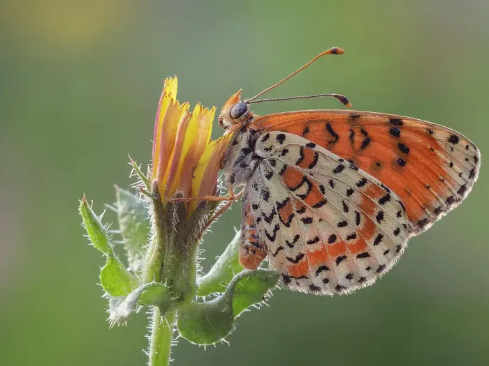 Framed Print : Melitaea didyma, butterfly, Liguria. Italy Framed Print : Melitaea didyma, butterfly, Liguria. Italy