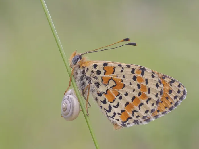 Framed Print : Melitaea didyma, piedmont, salata, italy Framed Print : Melitaea didyma, piedmont, salata, italy