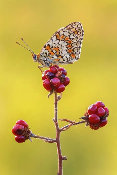 Framed Print : Melitaea phoebe (Knapweed fritillary), Como province, Lombardy, Italy