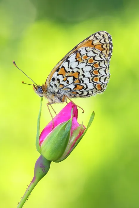 Framed Print : Melitaea phoebe (Knapweed fritillary), Como province, Lombardy, Italy Framed Print : Melitaea phoebe (Knapweed fritillary), Como province, Lombardy, Italy