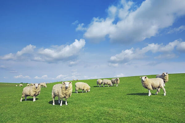 Merino sheep flock - Germany, Schleswig-Holstein, North Frisia, Nordsee-Treene