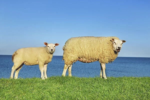 Merino sheep mother and lamb - Netherlands, North Holland, Texel