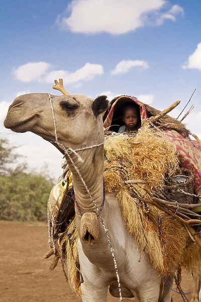 Merti, Northern Kenya. A child on top of a camel as a nomadic family migrates
