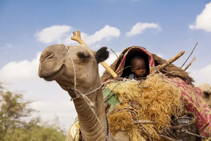 Framed Print : Merti, Northern Kenya. A child on top of a camel as a nomadic family migrates Framed Print : Merti, Northern Kenya. A child on top of a camel as a nomadic family migrates