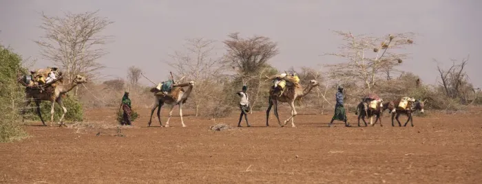 Framed Print : Merti, Northern Kenya. A nomadic Somali family migrates to find new grazing in drought Framed Print : Merti, Northern Kenya. A nomadic Somali family migrates to find new grazing in drought