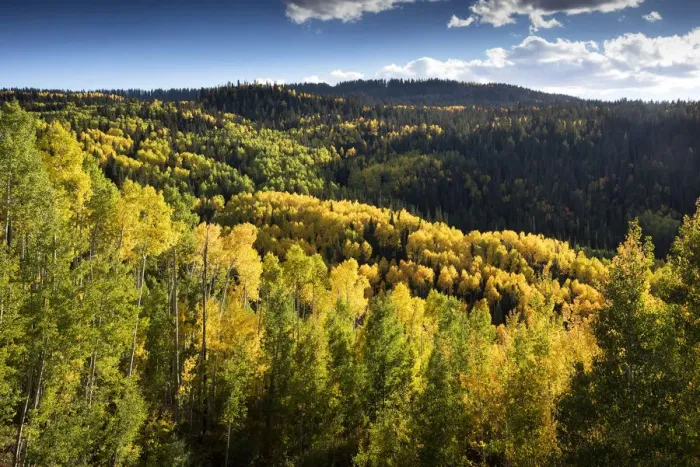 Framed Print : Mesa County In Western Colorado, Aspen Trees Changing Colors In Autumn, Grand Mesa Framed Print : Mesa County In Western Colorado, Aspen Trees Changing Colors In Autumn, Grand Mesa