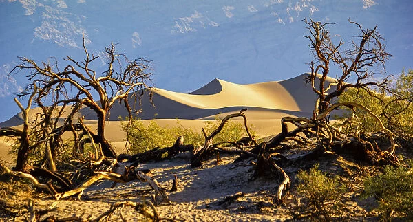 Mesquite flat dunes, Death Valley National Park, California, USA