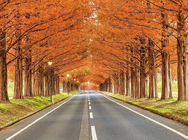 Metasequoia Tree Avenue in Autumn, Takashima City, Shiga Prefecture, Japan