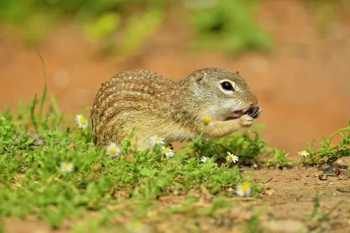 Framed Print : Mexican ground squirrel (Ictidomys mexicanus), Rio Grande City, Texas, USA Framed Print : Mexican ground squirrel (Ictidomys mexicanus), Rio Grande City, Texas, USA