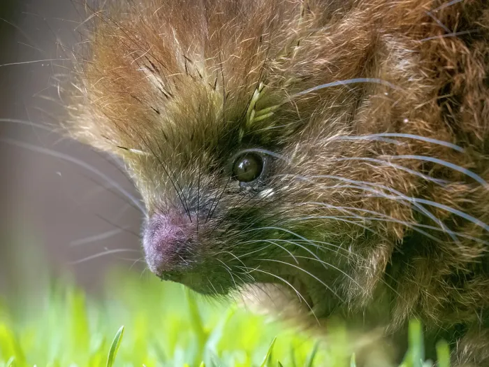 Framed Print : Mexican Hairy Dwarf Porcupine (Coendou mexicanus), Cartago Province, Copey District, Costa Rica Framed Print : Mexican Hairy Dwarf Porcupine (Coendou mexicanus), Cartago Province, Copey District, Costa Rica