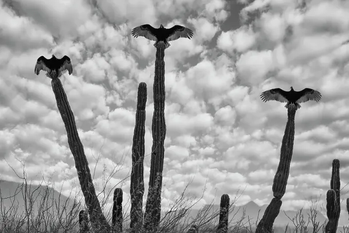 Framed Print : Mexico, Baja california, Cathartes aura, Turkey Vultures on cactus