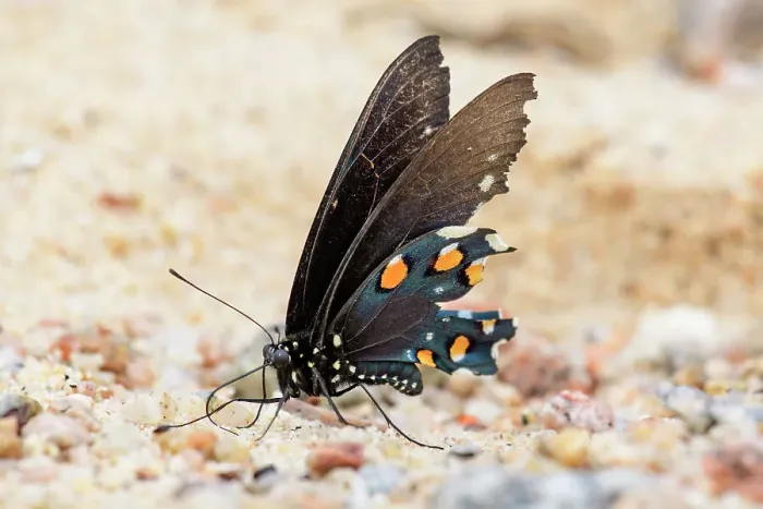 Framed Print : Mexico, Baja California El Sargento, Rancho Sur, California Pipevine Swallowtail, Battus philenor Framed Print : Mexico, Baja California El Sargento, Rancho Sur, California Pipevine Swallowtail, Battus philenor