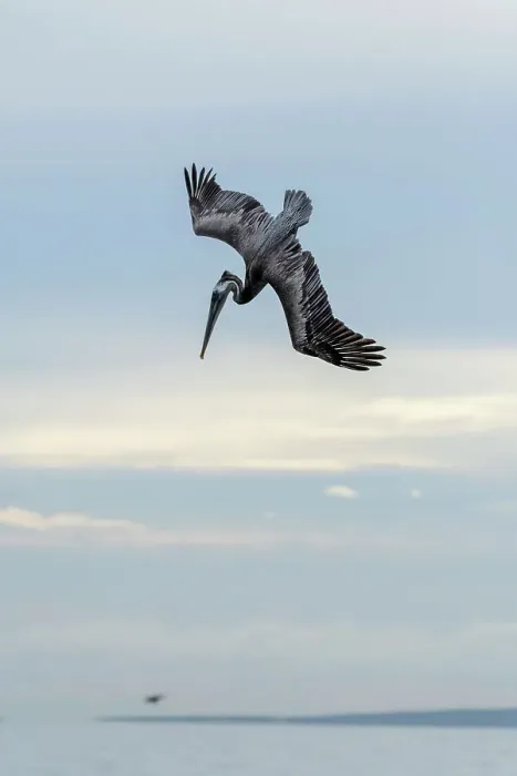 Framed Print : Mexico, Baja California El Sargento, Rancho Sur, Brown Pelican, Pelecanus occidentalis Framed Print : Mexico, Baja California El Sargento, Rancho Sur, Brown Pelican, Pelecanus occidentalis