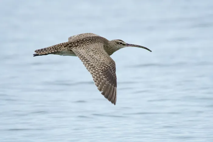 Framed Print : Mexico, Baja California El Sargento, Rancho Sur, Whimbrel, Numenius phaeopus Framed Print : Mexico, Baja California El Sargento, Rancho Sur, Whimbrel, Numenius phaeopus
