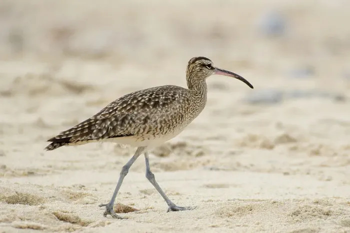 Framed Print : Mexico, Baja California El Sargento, Rancho Sur, Whimbrel, Numenius phaeopus Framed Print : Mexico, Baja California El Sargento, Rancho Sur, Whimbrel, Numenius phaeopus